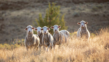 shaniko-sheep-2000px.jpg__PID:83a124da-01d2-4824-a114-7a510d34d462