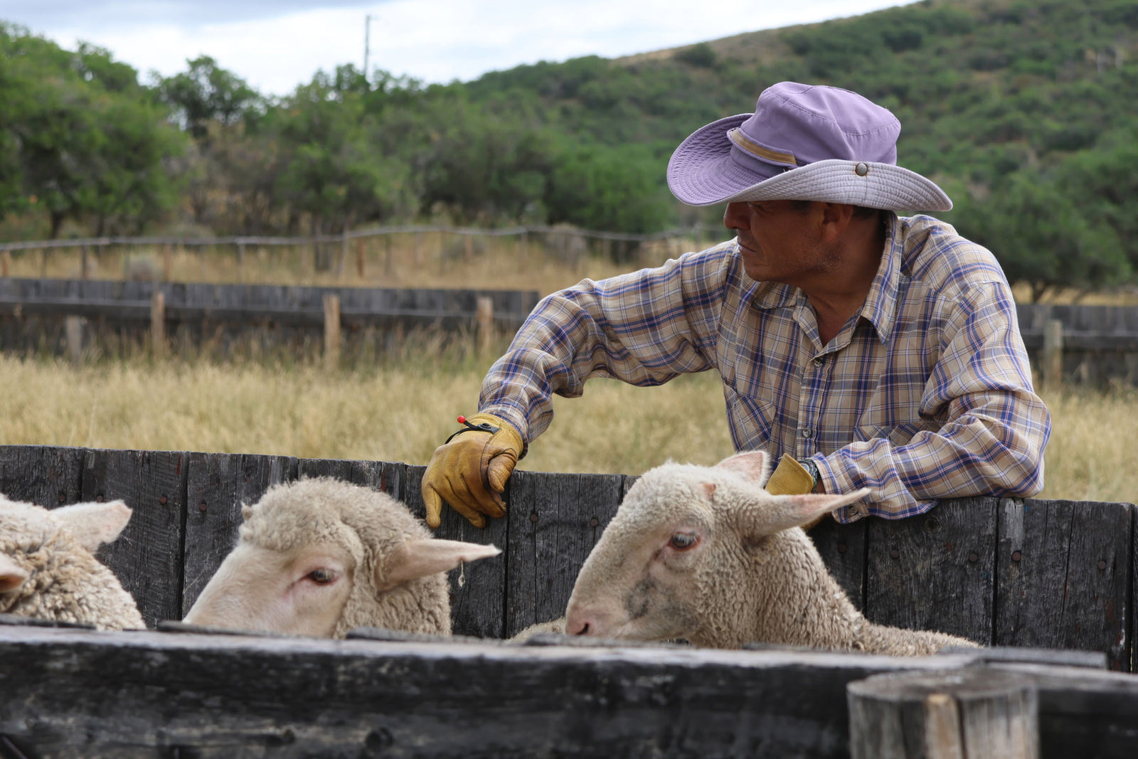 sheep-and-rancher-in-hat.jpg__PID:460f6f05-1cc5-4646-92eb-757dad5c25b4